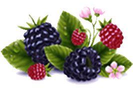 blackberry