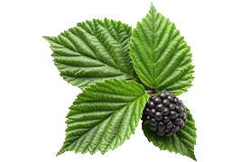 blackberryleaf