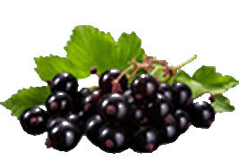 blackcurrant