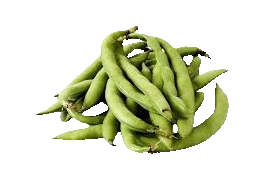 broadbean