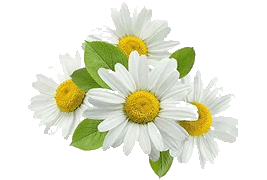 camomile