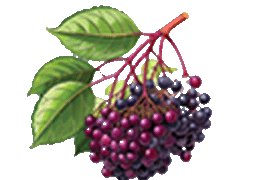 elderberry