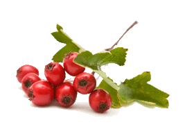 Hawberry