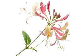 honeysuckle