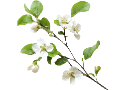 limeblossom
