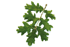 oakleaf