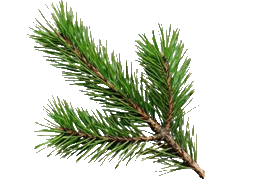 pineneedles