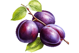 plum