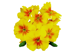 primrose