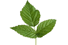 raspberryleaf