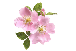 rosepetal