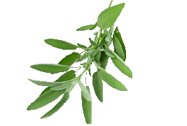 sage