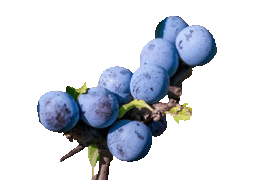 sloe