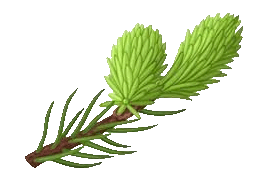 spruce tip