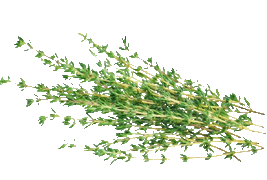 thyme