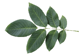walnutleaf