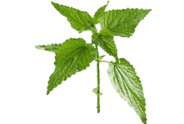 Herb & Leaf Wines